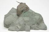 Isotelus Trilobite With Free-Standing Genals - Mt Orab, Ohio #208442-1